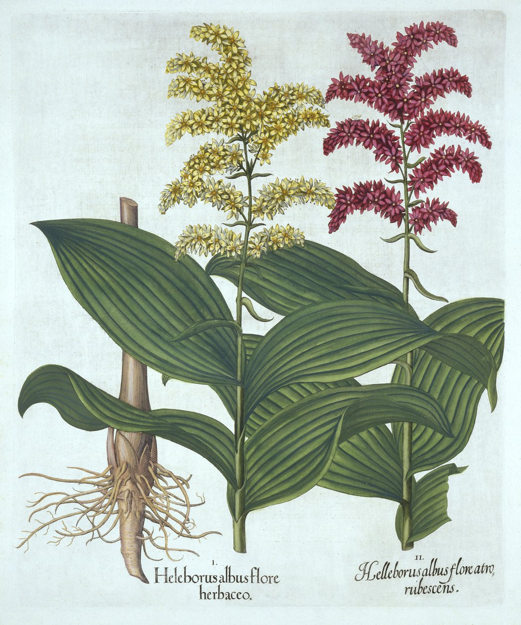 Veratrum, Basil Besler