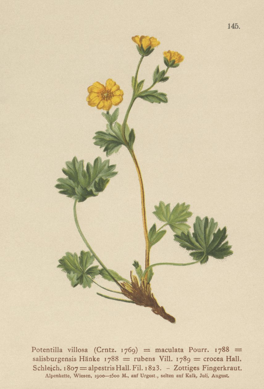 Villous Cinquefoil (Potentilla villosa, Potentilla maculata, Potentilla rubens, Potentilla crocea, Potentilla alpestris, Potentilla salisburgensis) by German School