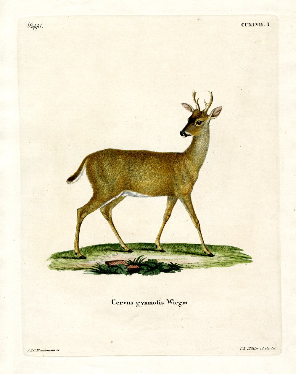 Virginian Geyiği (renkli gravür) by German School
