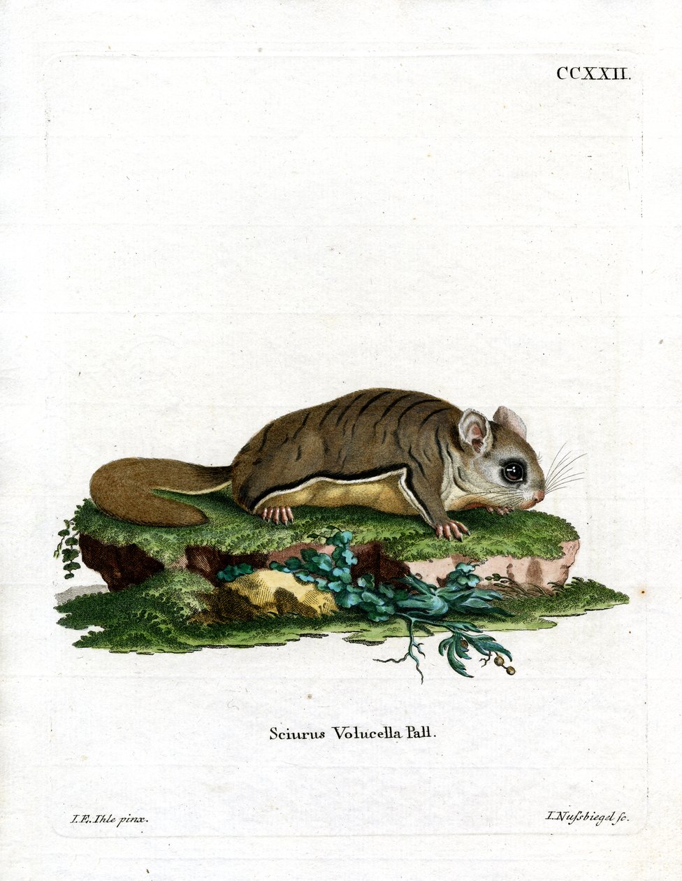 Virjinya Uçan Sincap (renkli gravür) by German School