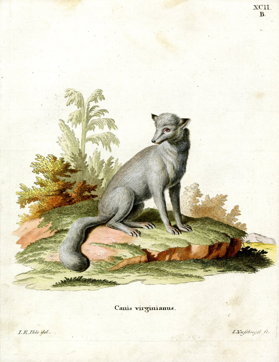 Virginian Fox (renkli gravür) by German School