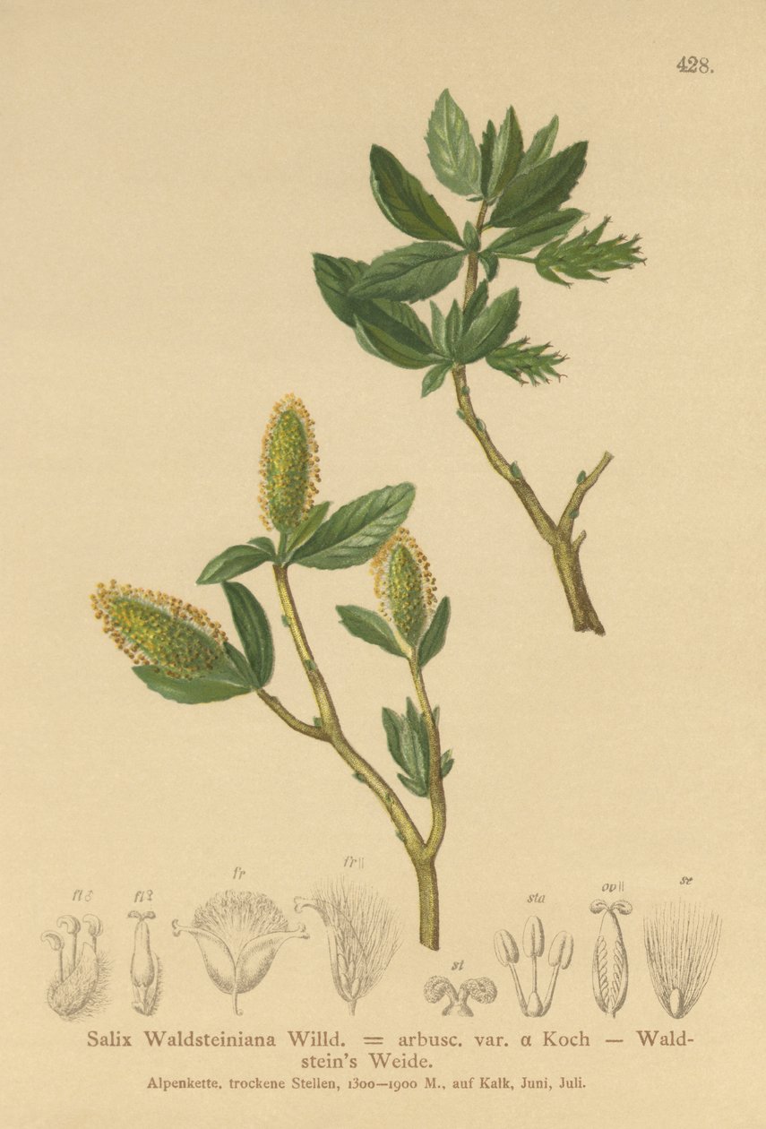 Waldsteins Willow (Salix Waldsteiniana, Salix arbusc. var.) by German School