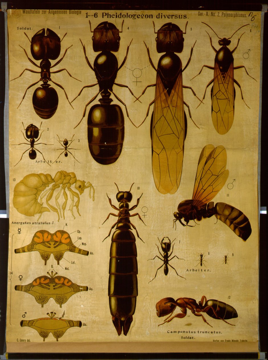 Formicidae
