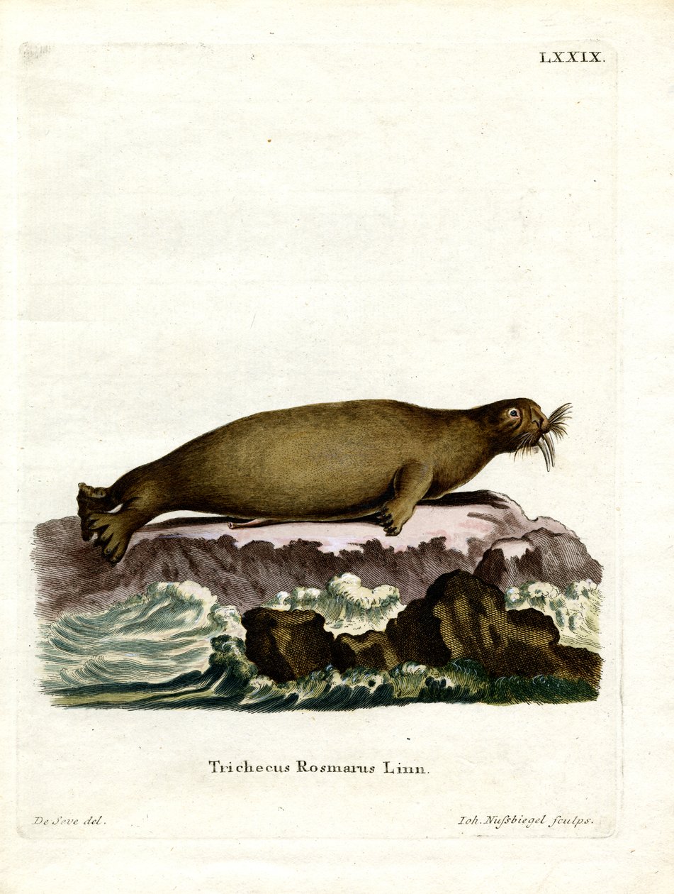 Mors (renkli gravür) by German School