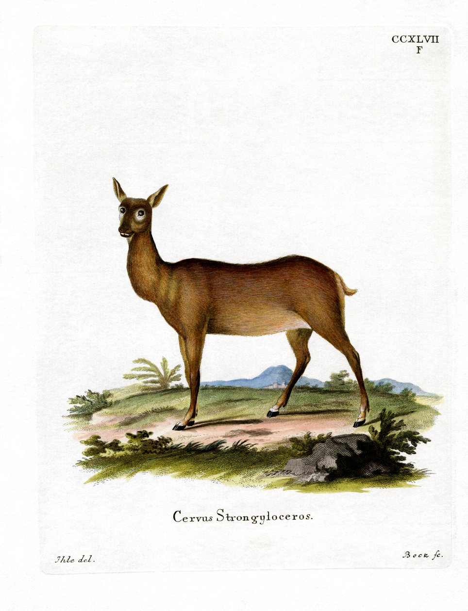 Wapiti (renkli gravür) by German School