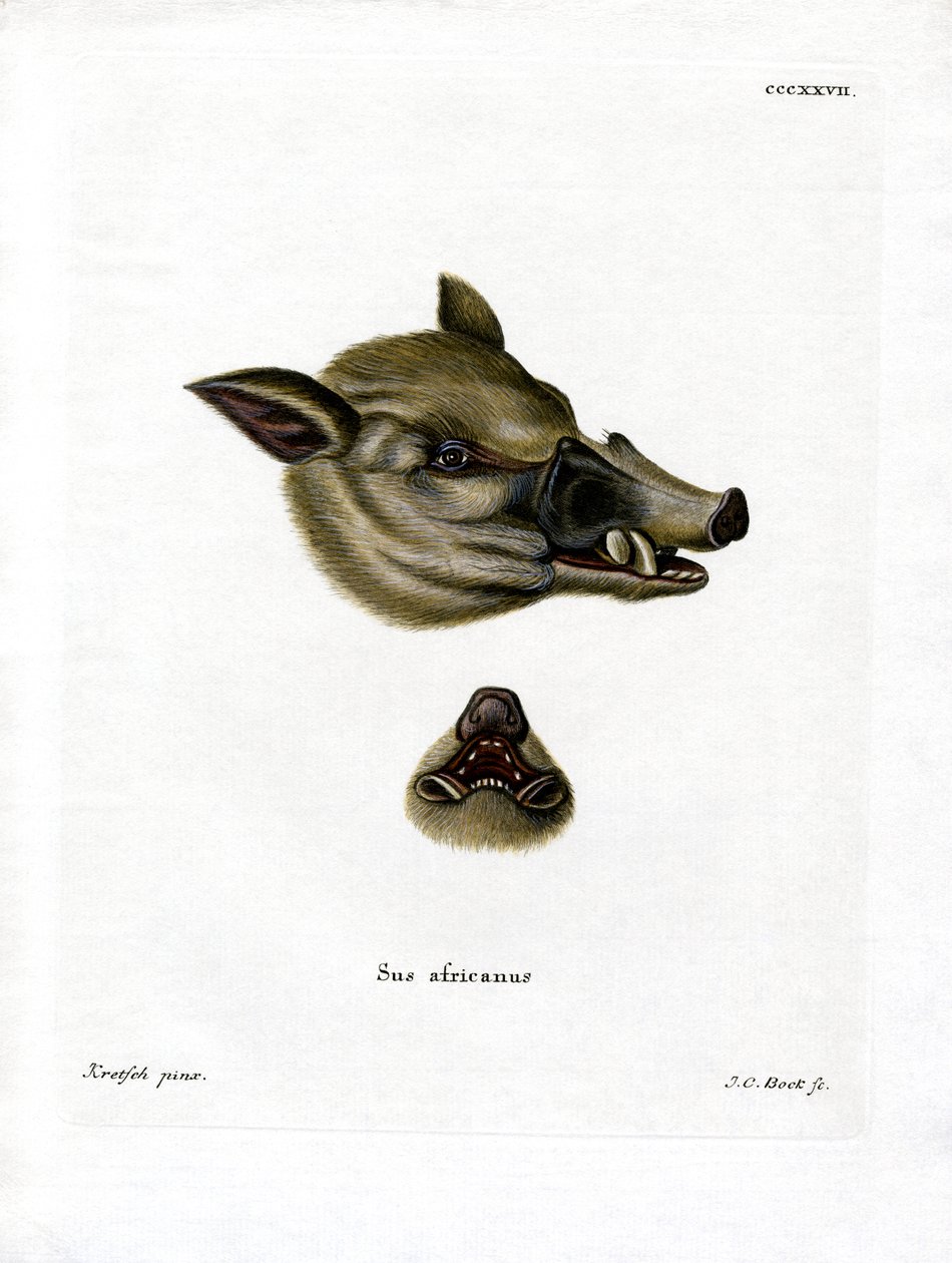 Warthog (renkli gravür) by German School