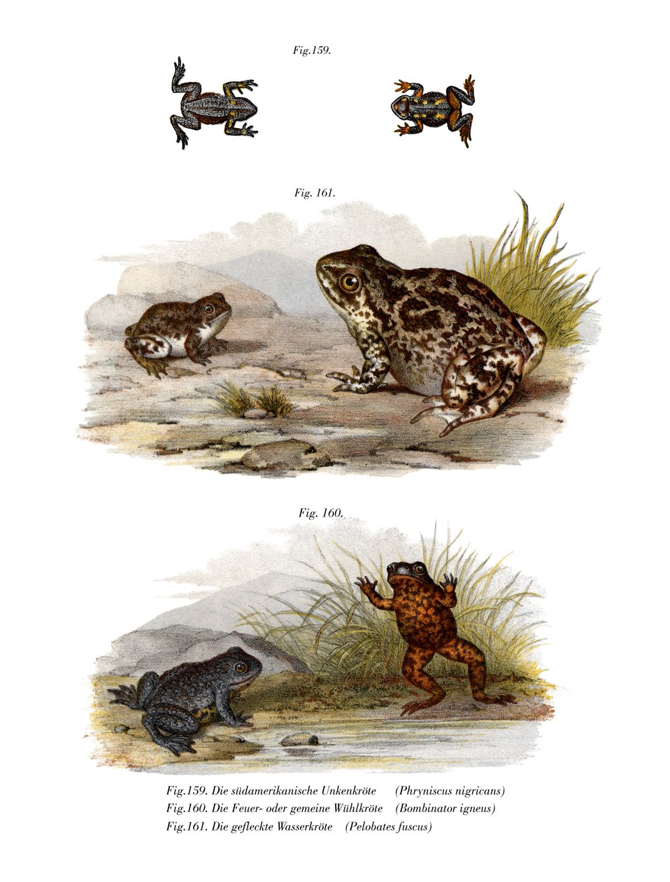Warty Toad (renkli lito) by German School