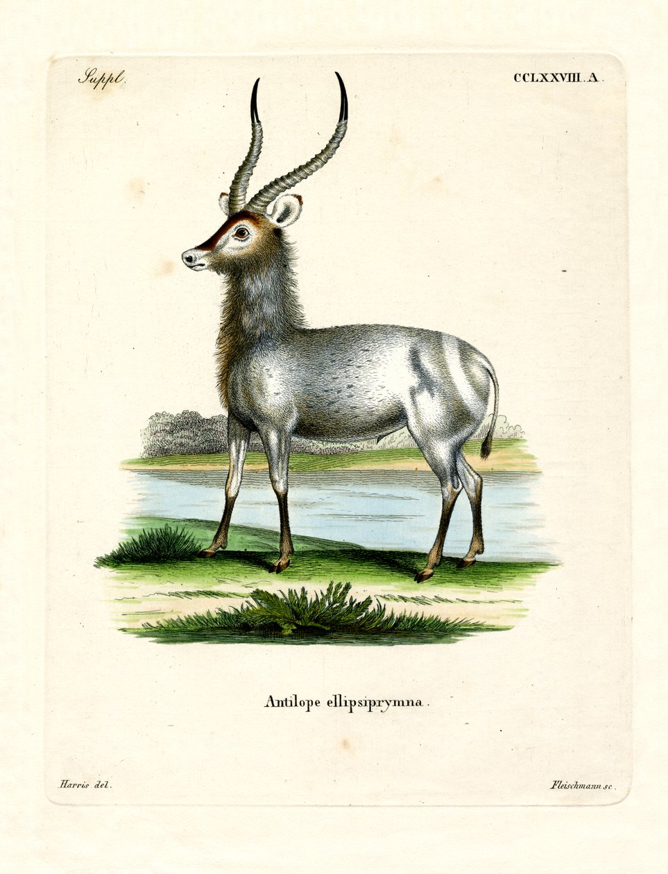 Waterbuck (renkli gravür) by German School