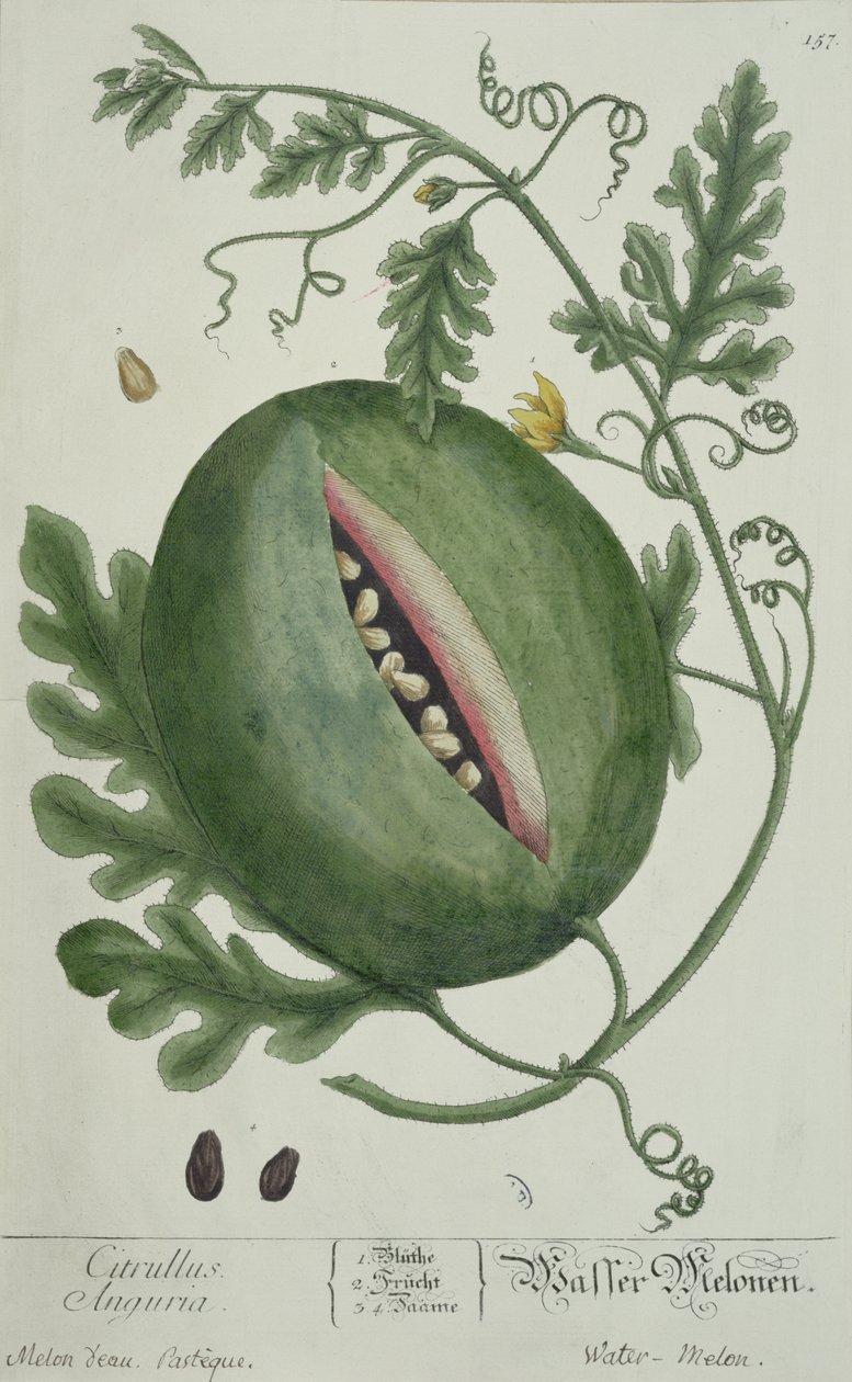 Karpuz, A Curious Herbal