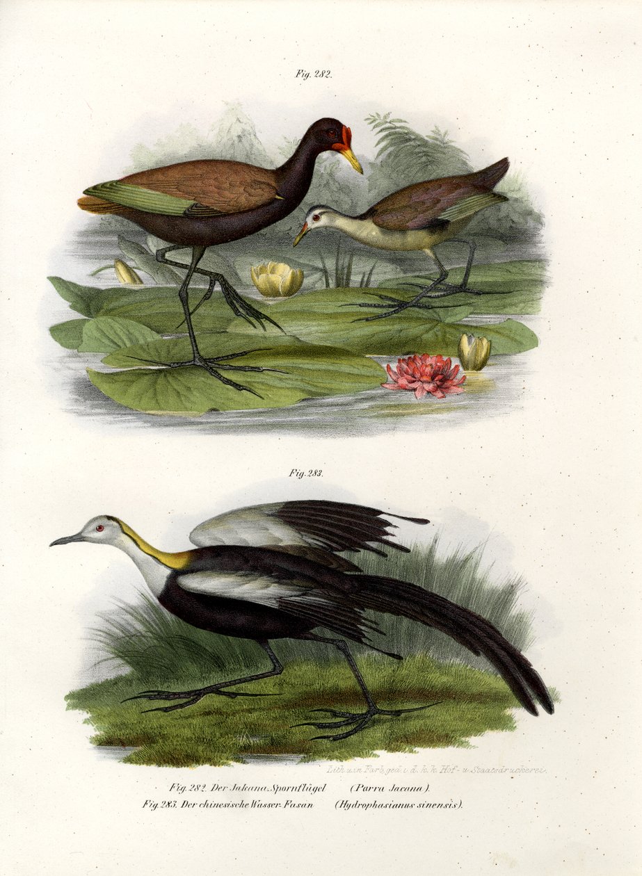 Wattled Jacana, 1864 by German School
