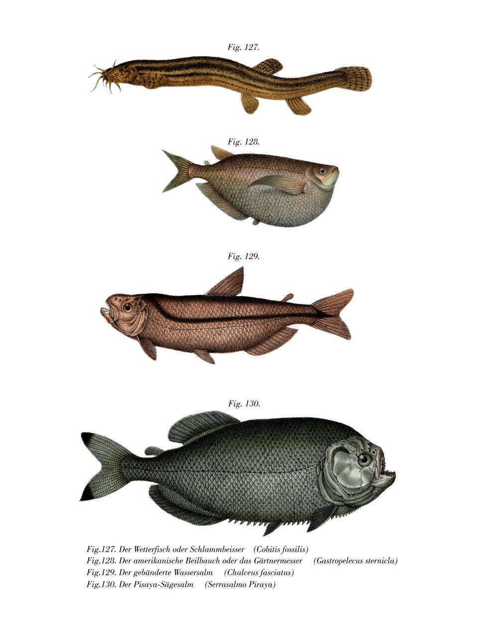 Hava Loach (renkli taş) by German School