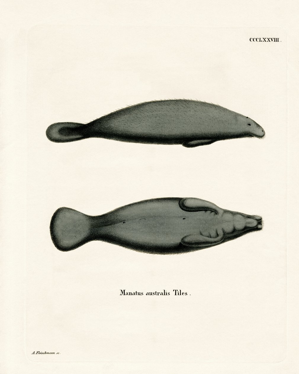 Batı Hint Denizayısı (renkli gravür) by German School