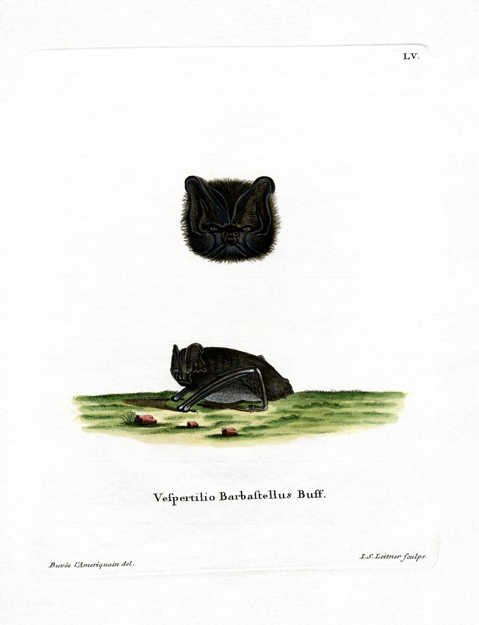 Batı Barbastelle (renkli gravür) by German School