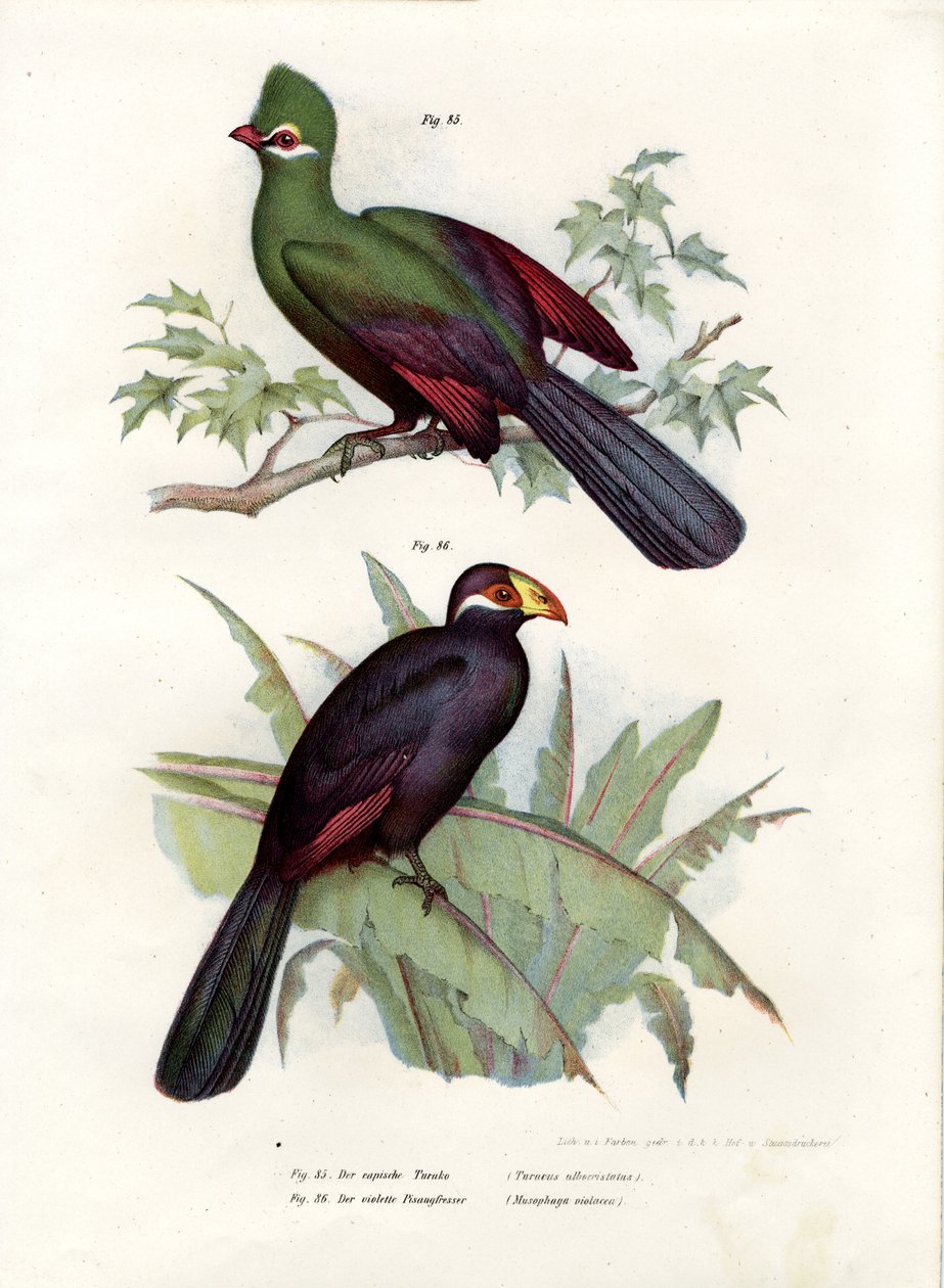 Ak tepeli Turaco, 1864 by German School