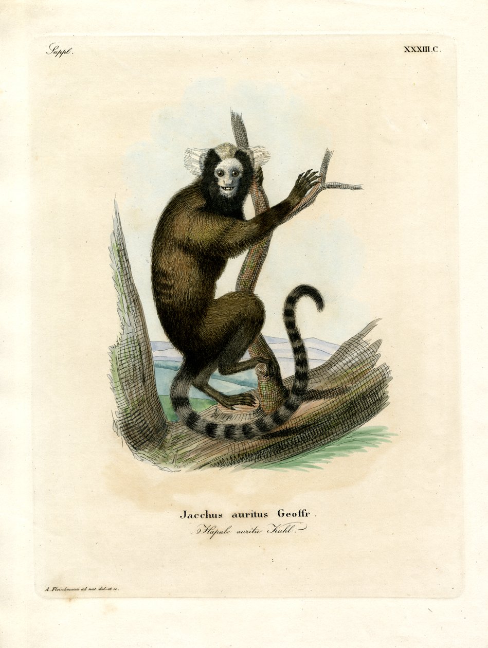 Beyaz kulaklı Marmoset (renkli gravür) by German School