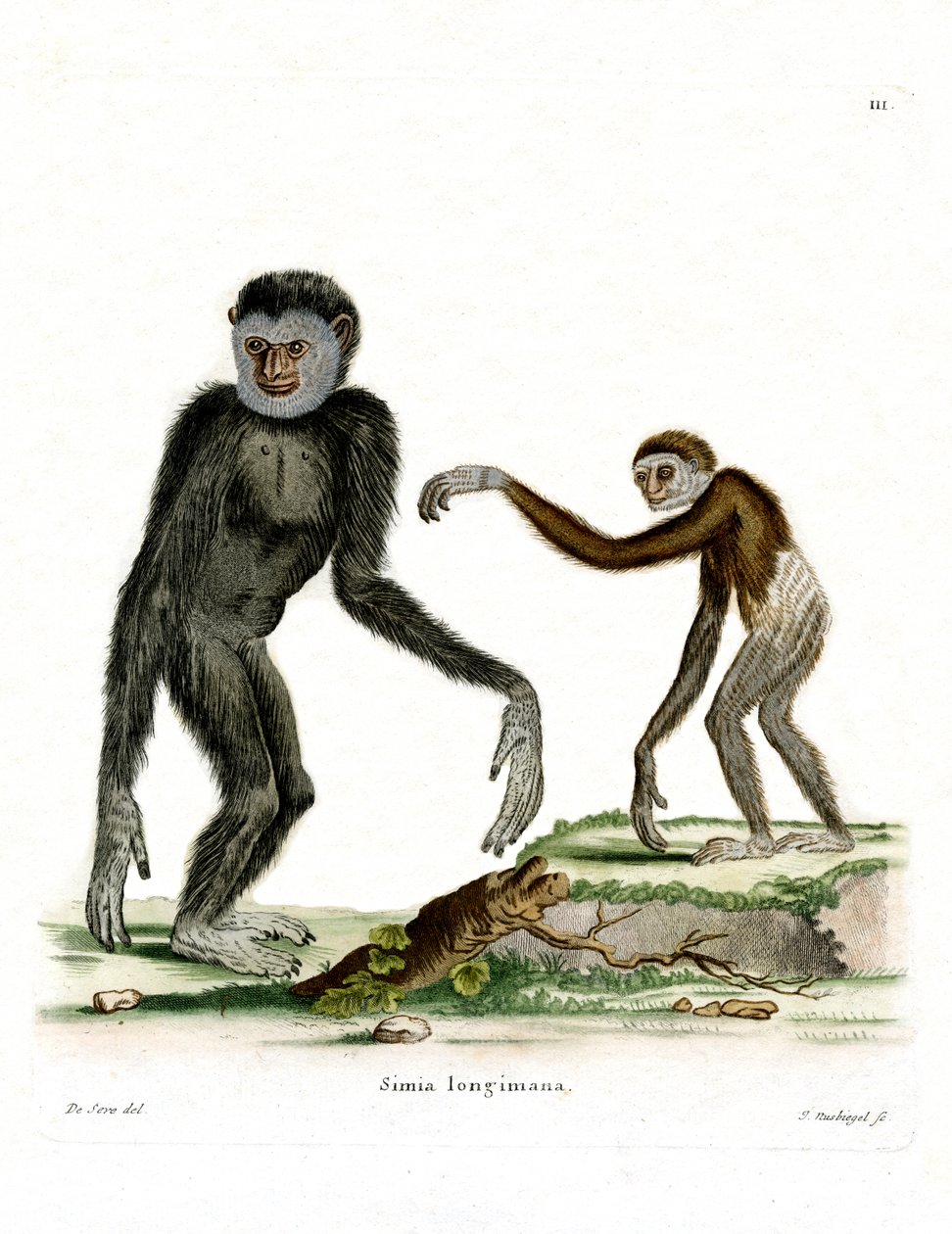 Ak elli Gibbon (renkli gravür) by German School