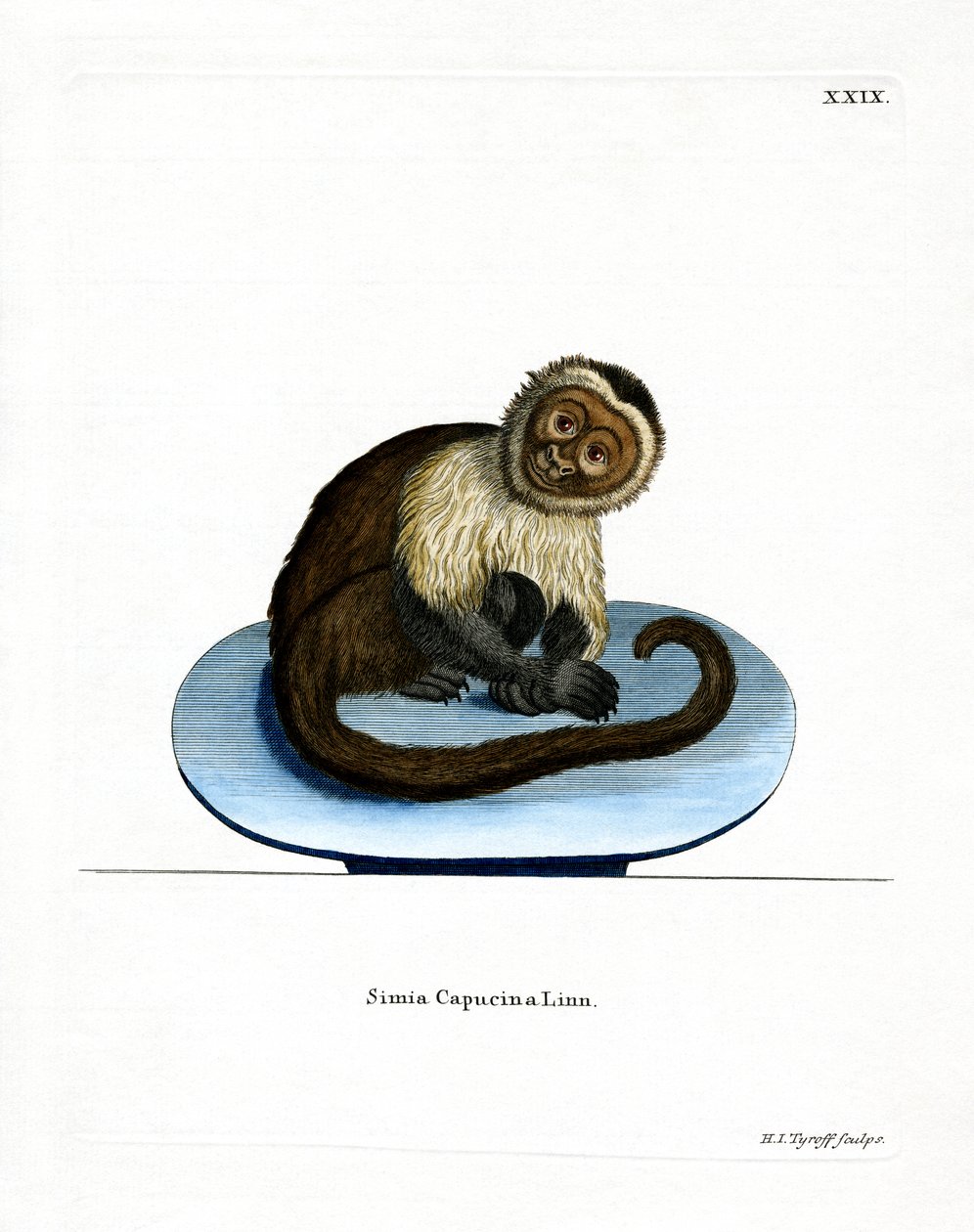 Ak başlı Capuchin (renkli gravür) by German School