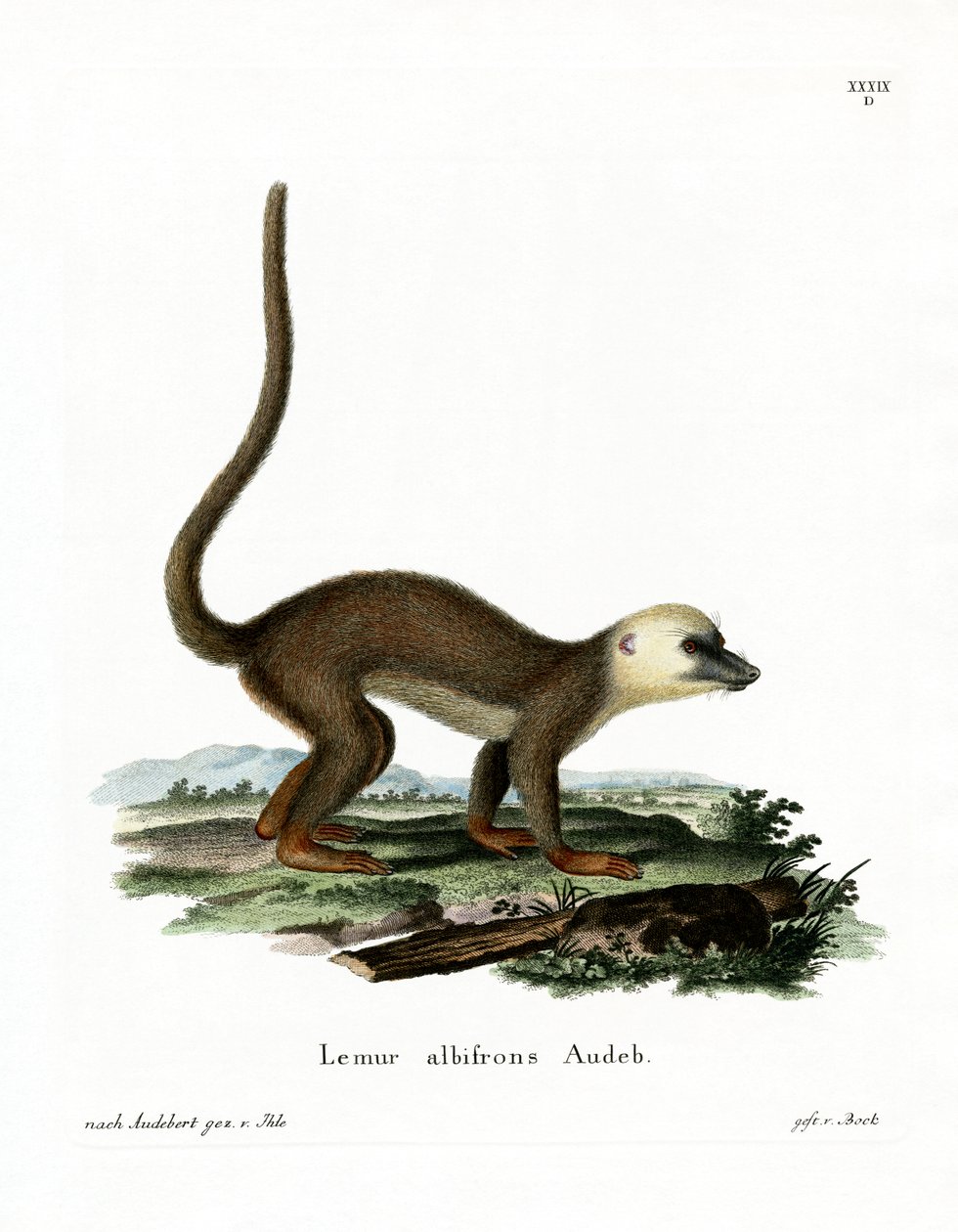 Ak başlı Lemur (renkli gravür) by German School
