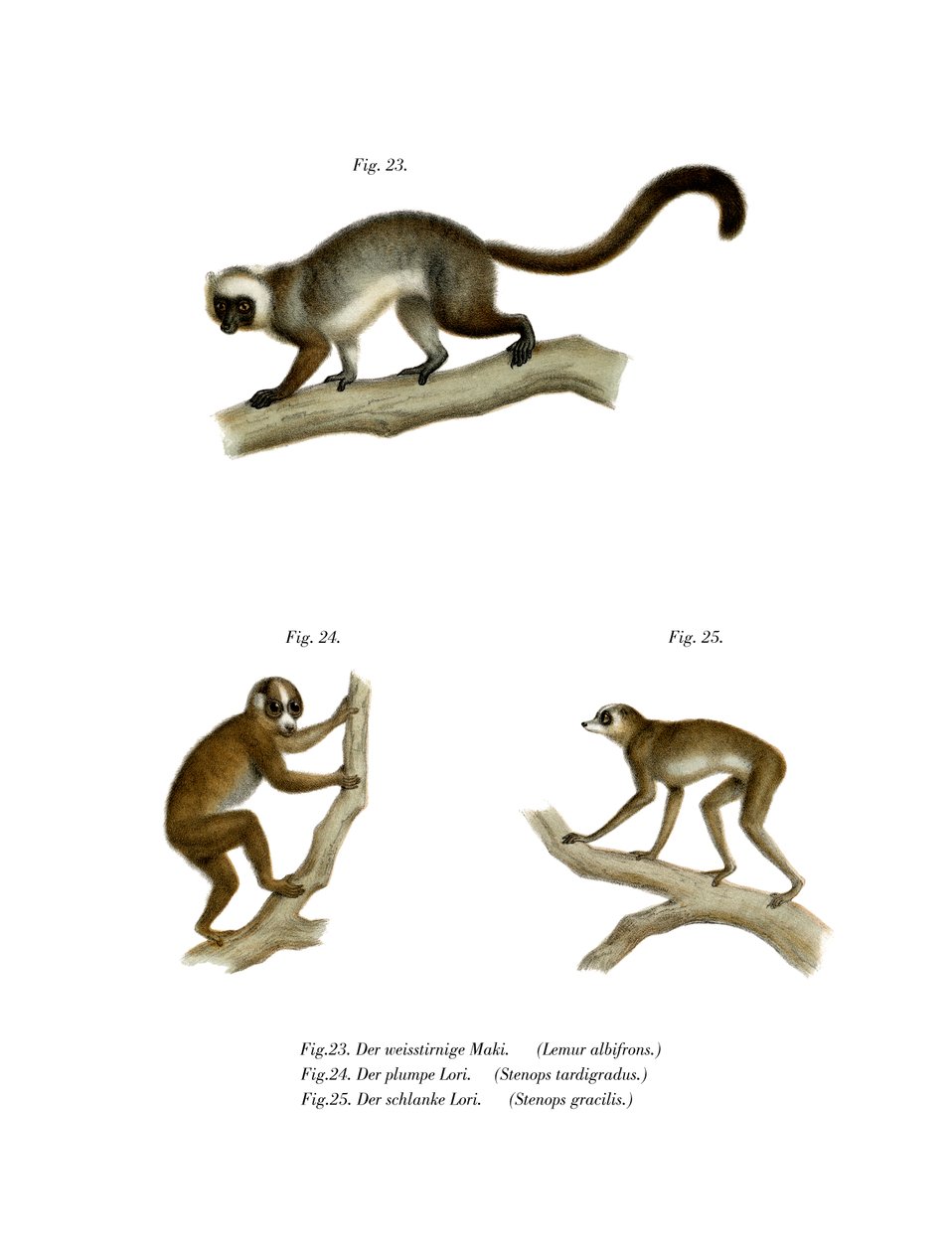 Ak başlı Lemur, 1860 by German School