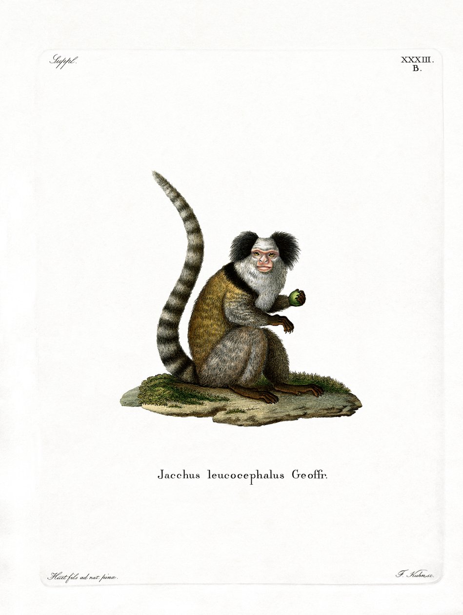 Ak başlı Marmoset (renkli gravür) by German School