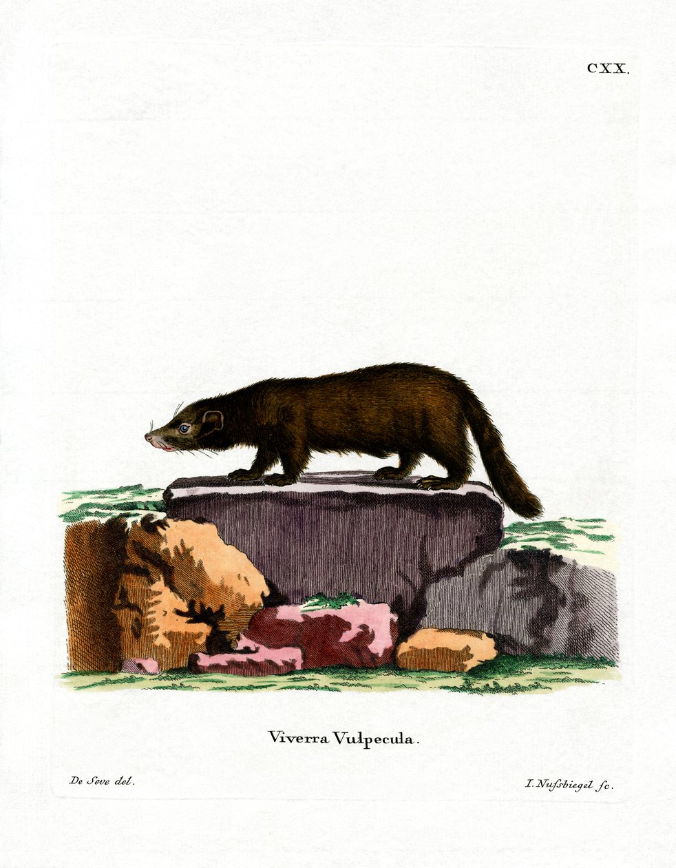 Beyaz burunlu Coati (renkli gravür) by German School