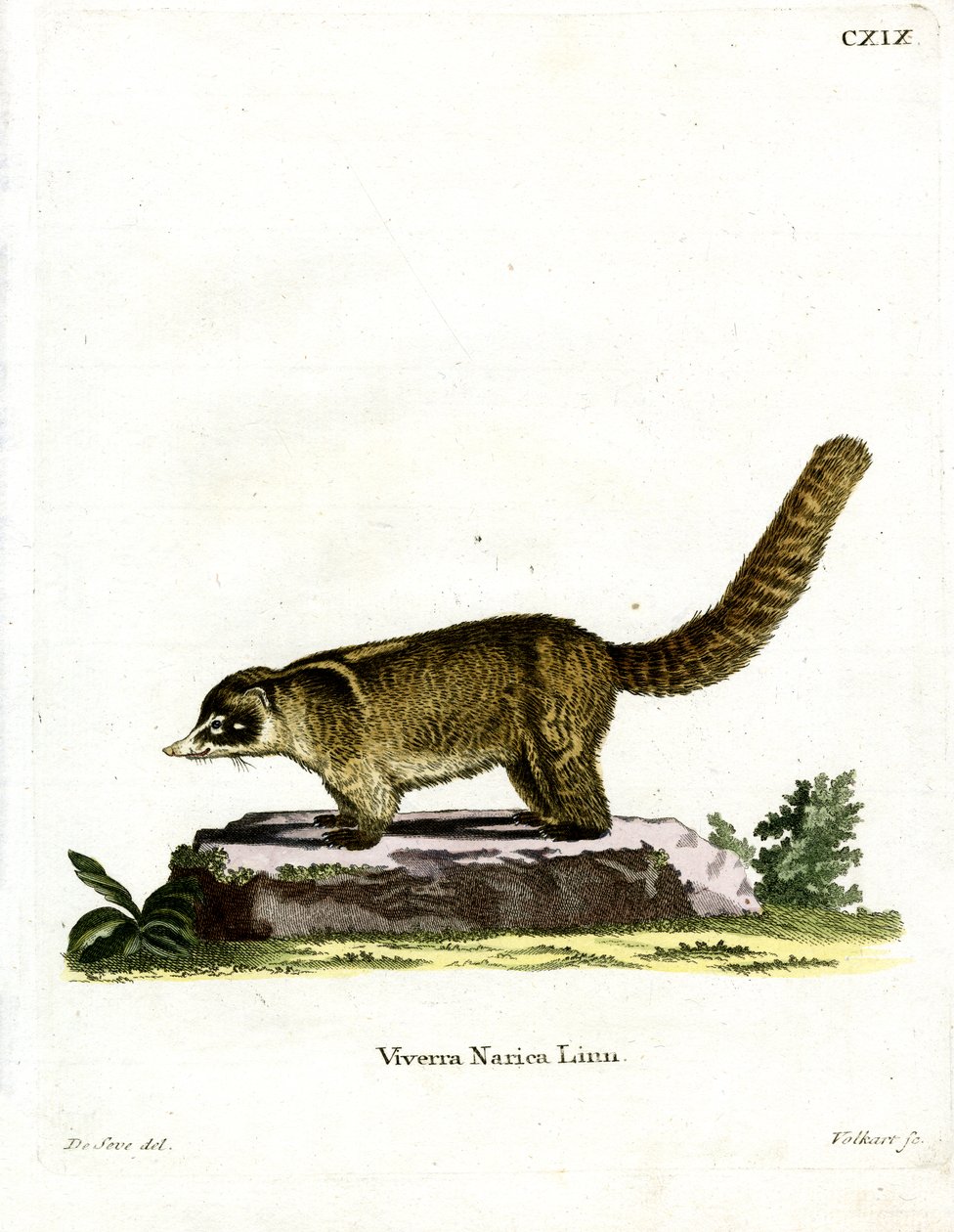 Beyaz burunlu Coati (renkli gravür) by German School