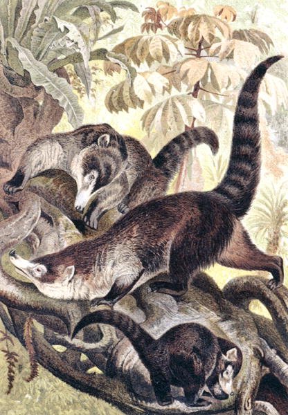 Beyaz burunlu Coati, "Brehms Tierleben: Allgemeine Kunde des Tierreichs", cilt 2, s.278