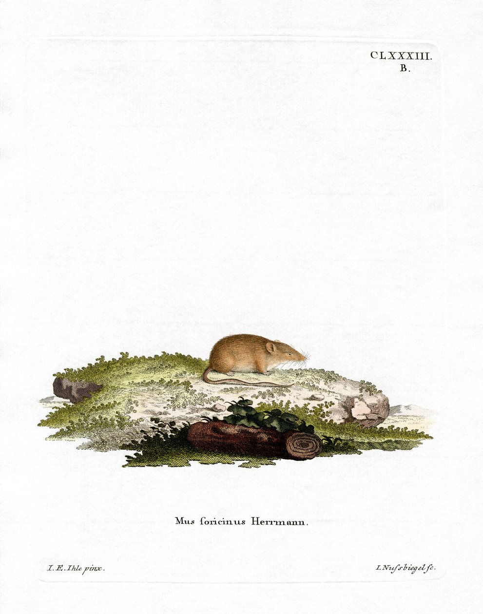 Beyaz dişli Shrew (renkli gravür) by German School