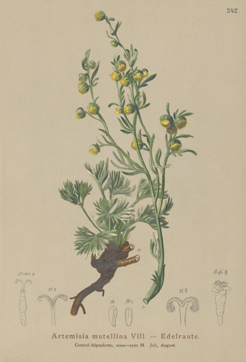 Beyaz Genepi (Artemisia mutellina, Artemisia umbelliformis) by German School