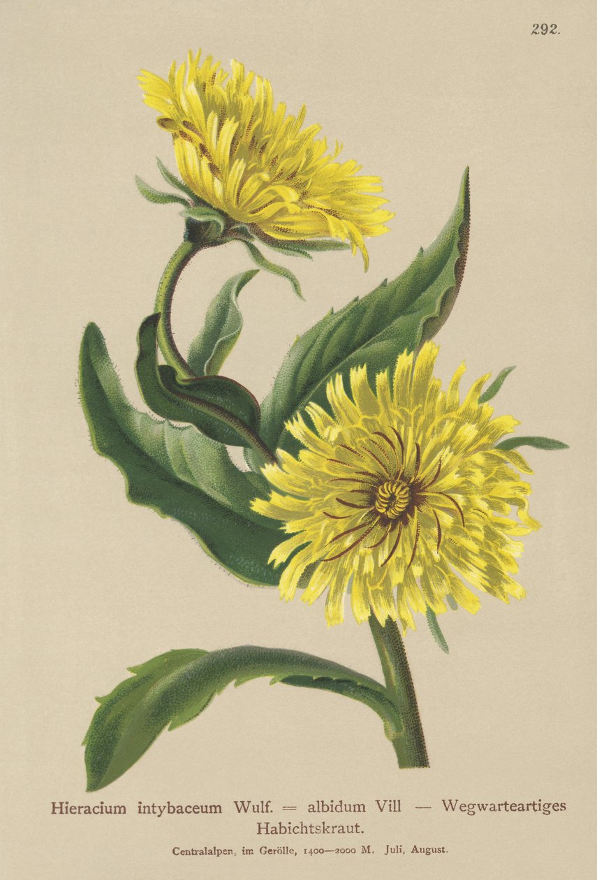 Beyaz Hawkweed (Hieracium intybaceum) by German School