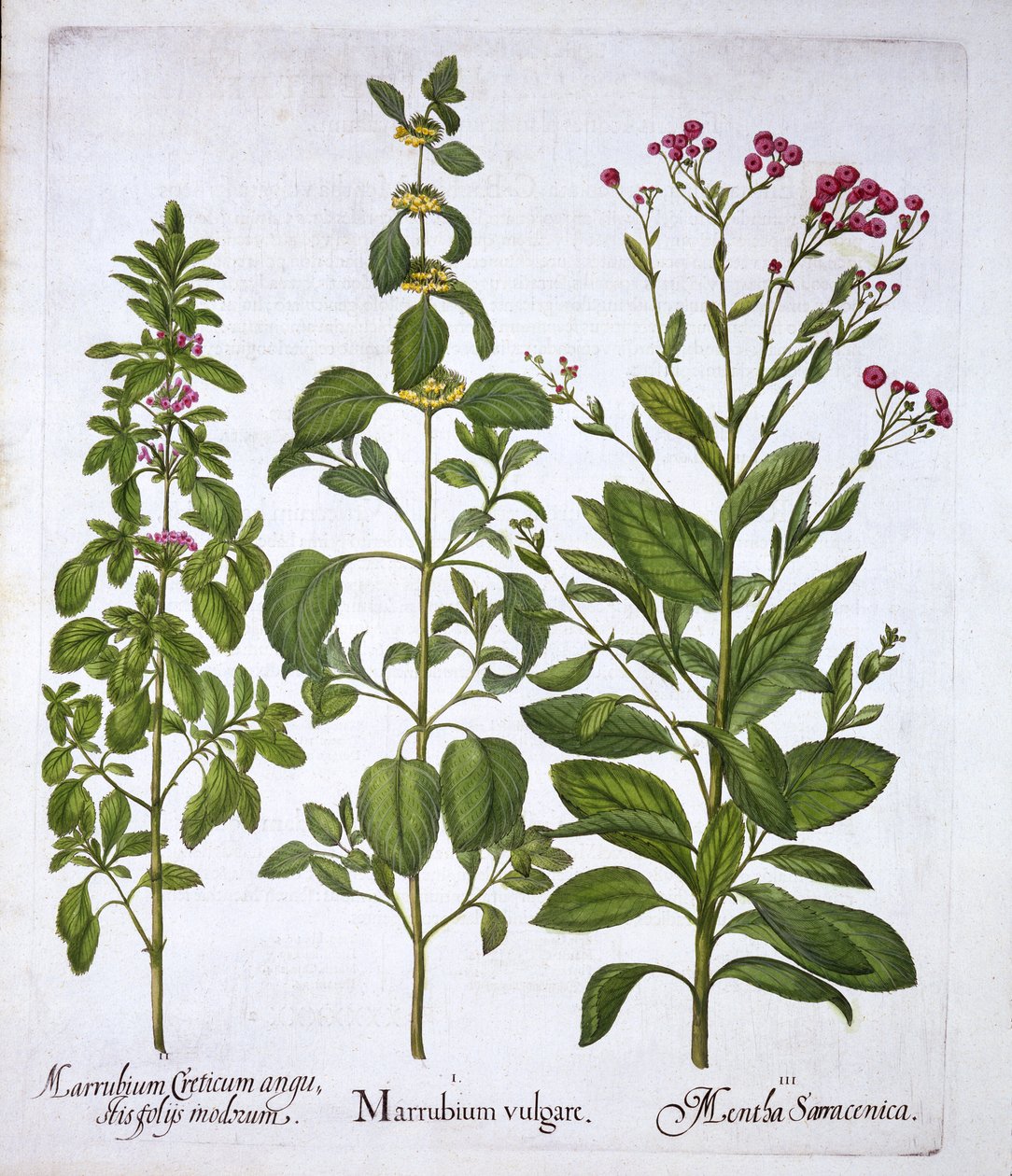 White Horehound, Horehound and Mint, from Hortus Eystettensis, Basil Besler (1561-1629), pub. 1613 (el boyaması gravür) by German School