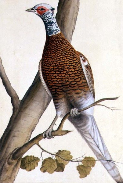 Beyaz Sülün, c.1740 (kağıt üzerine sulu boya) by German School