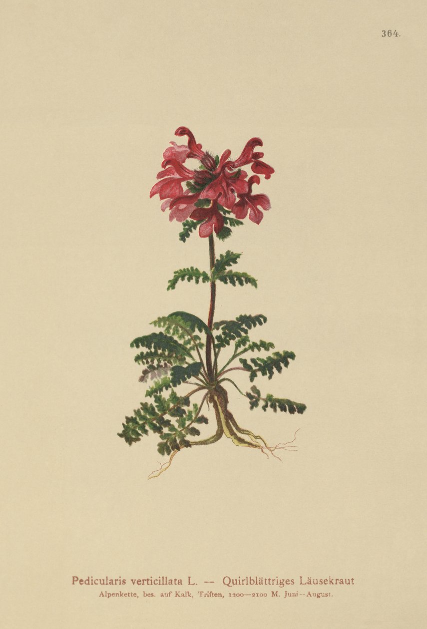 Whorled Lousewort (Pedicularis verticillata) by German School