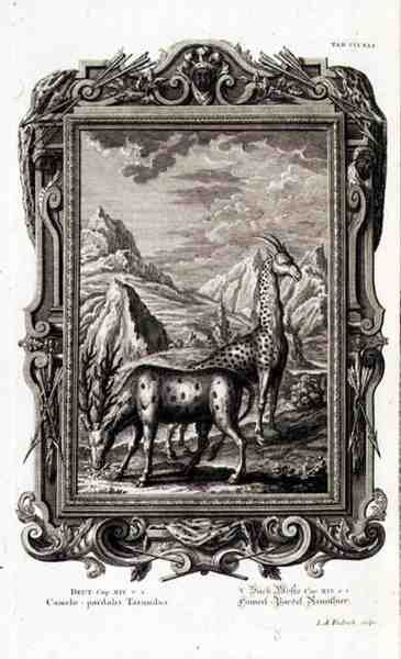 Jacob Andreas Fridrich (1684-1751) Augsberg tarafından oyulmuş 