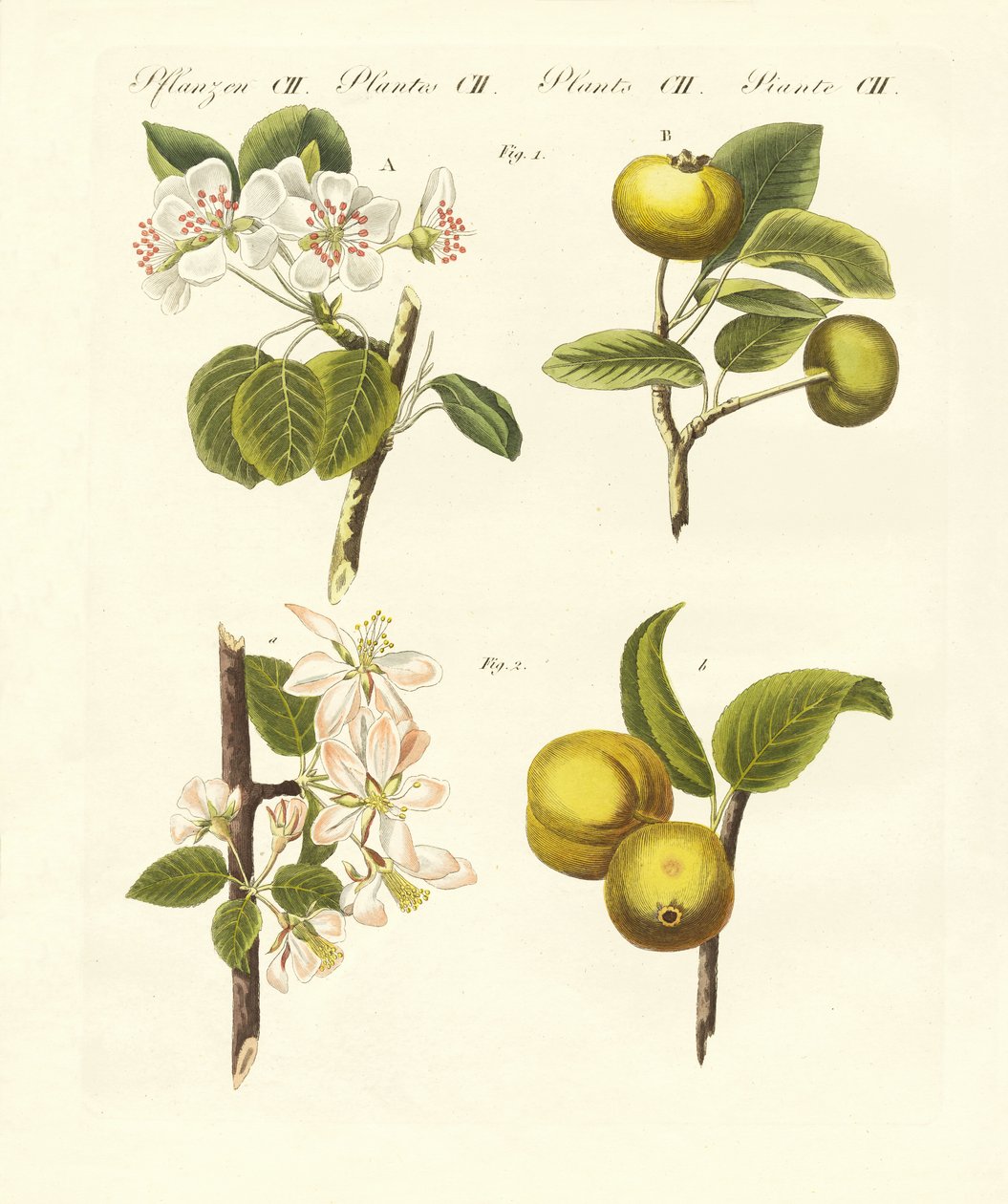 Yabani meyveler (renkli gravür) by German School