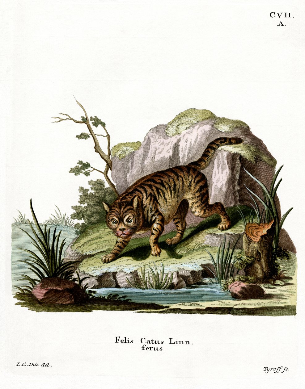 Wildcat (renkli gravür) by German School