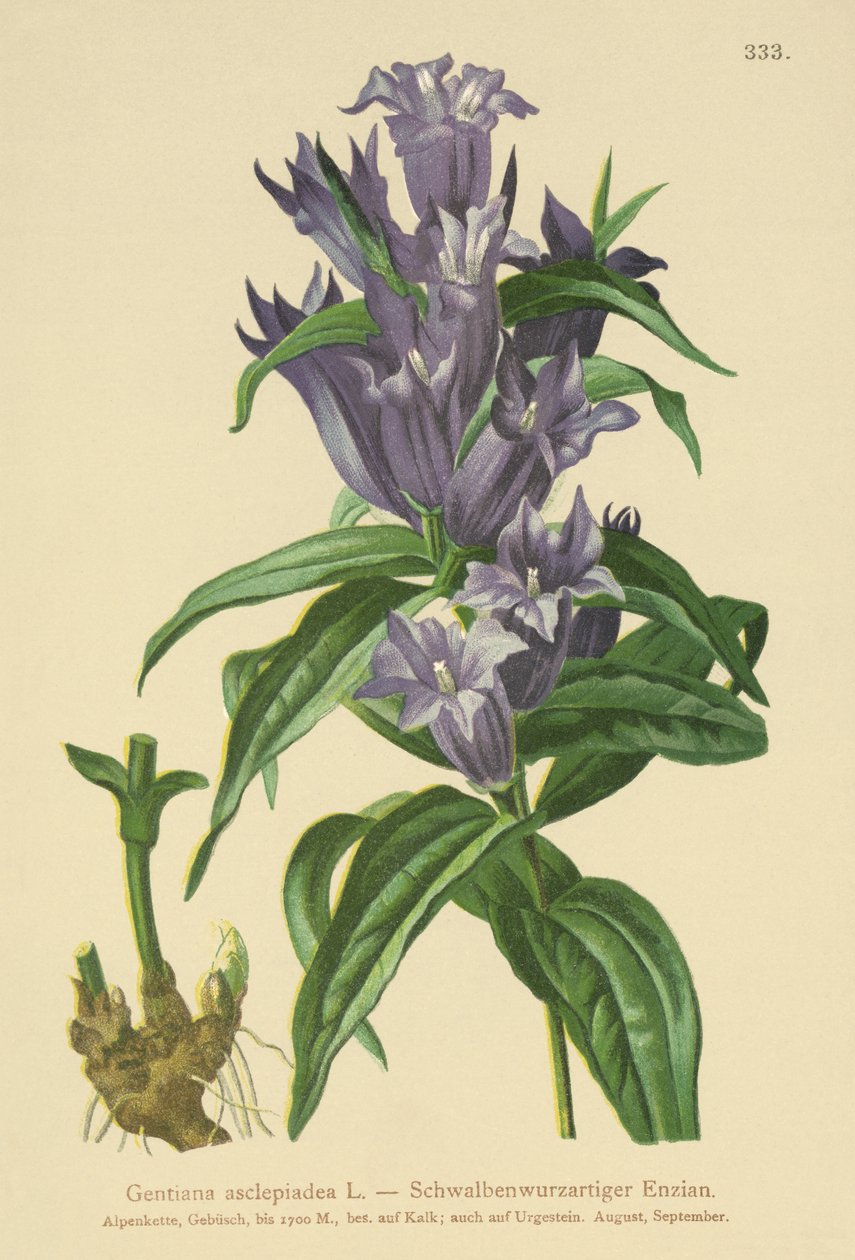 Söğüt Centiyana (Gentiana asclepiadea) by German School