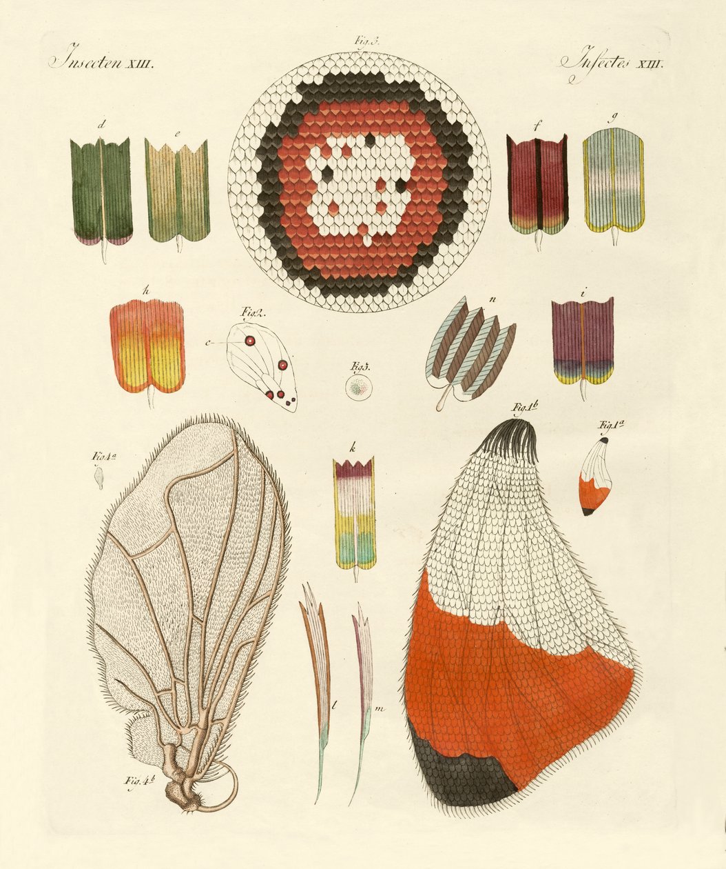 Bir kelebeğin kanadı by German School