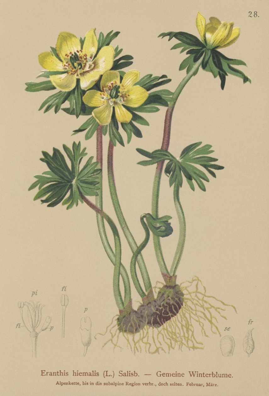 Kış Aconite (Eranthis hiemalis, Eranthis hyemalis) by German School