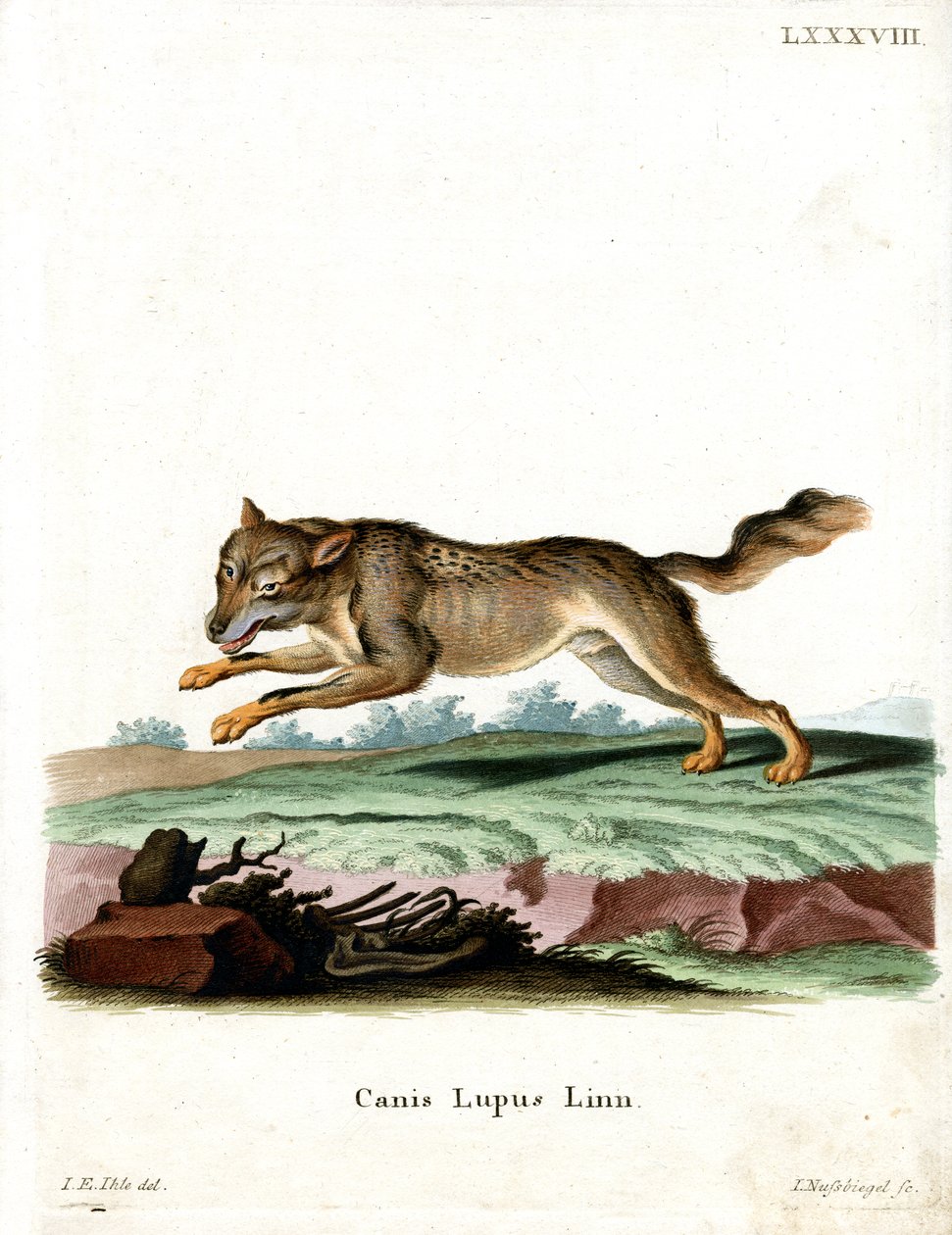 Kurt (renkli gravür) by German School