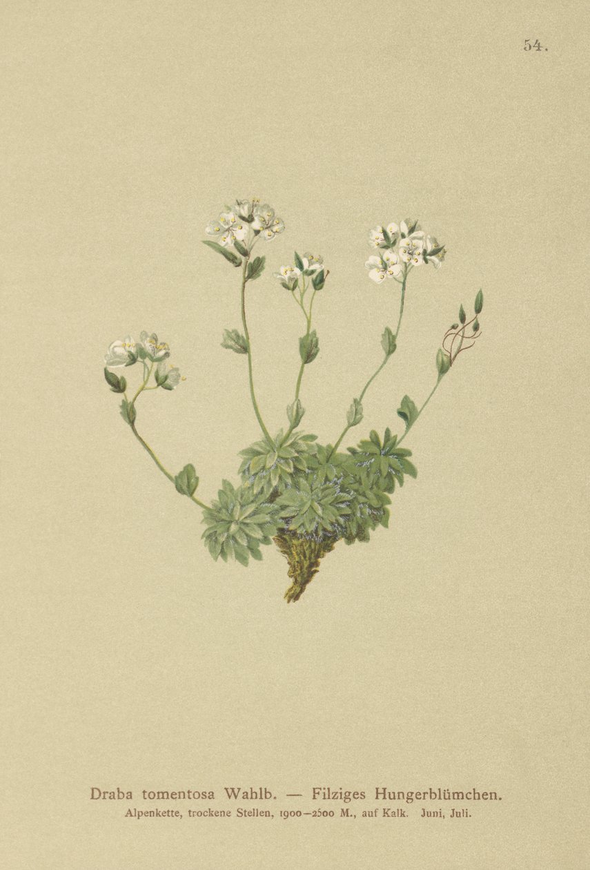 Wolley Whitlow otu (Draba tomentosa) by German School