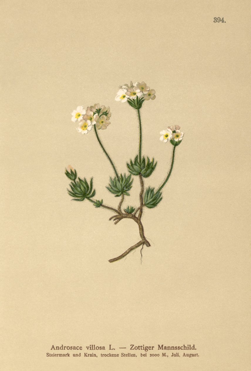 Wolly Rock Yasemin (Androsace villosa) by German School