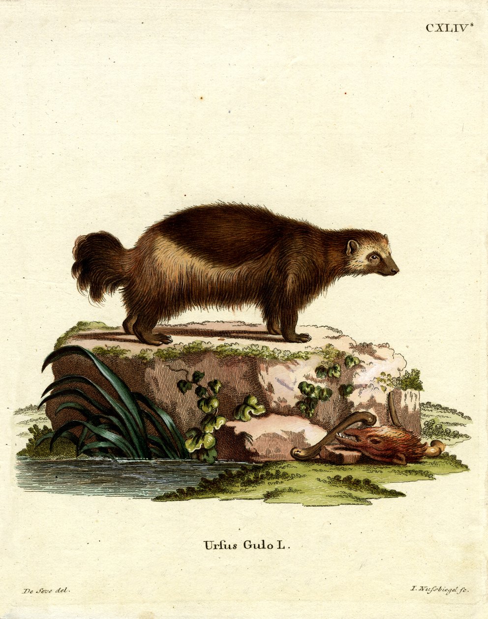 Wolverine (renkli gravür) by German School