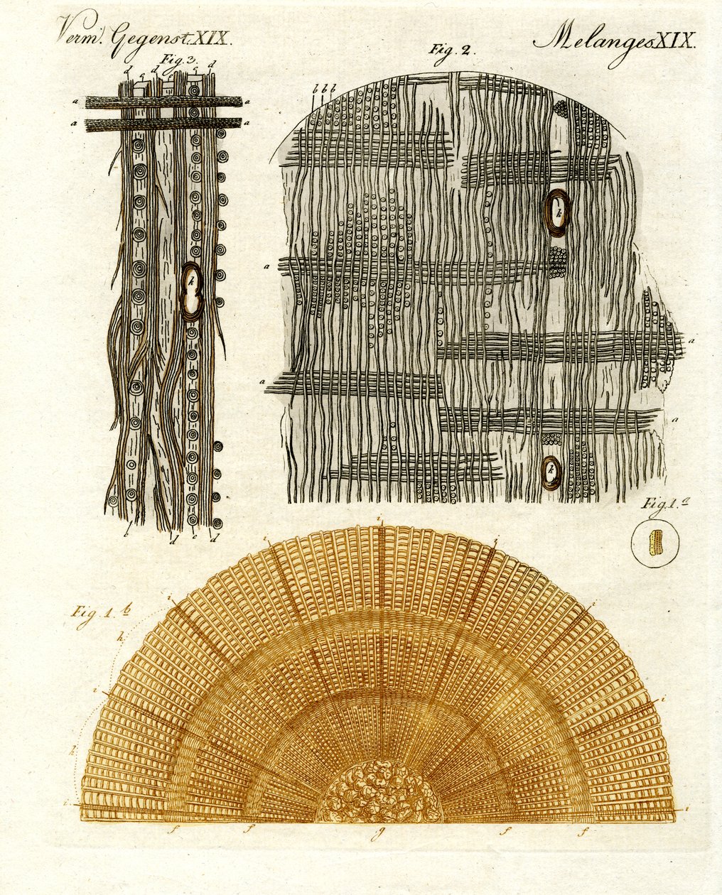 ahşap anatomisi by German School