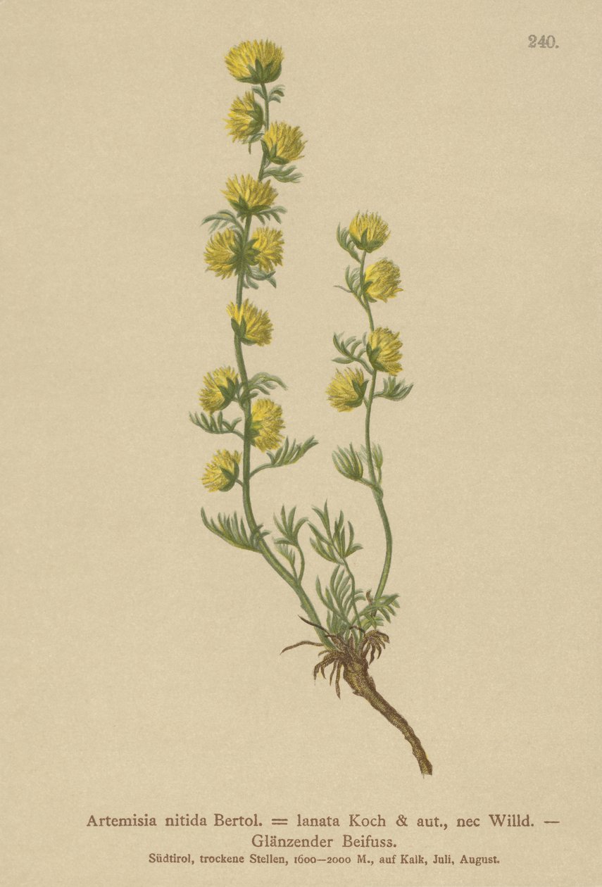 Pelin (Artemisia nitida, Artemisia lantana) by German School