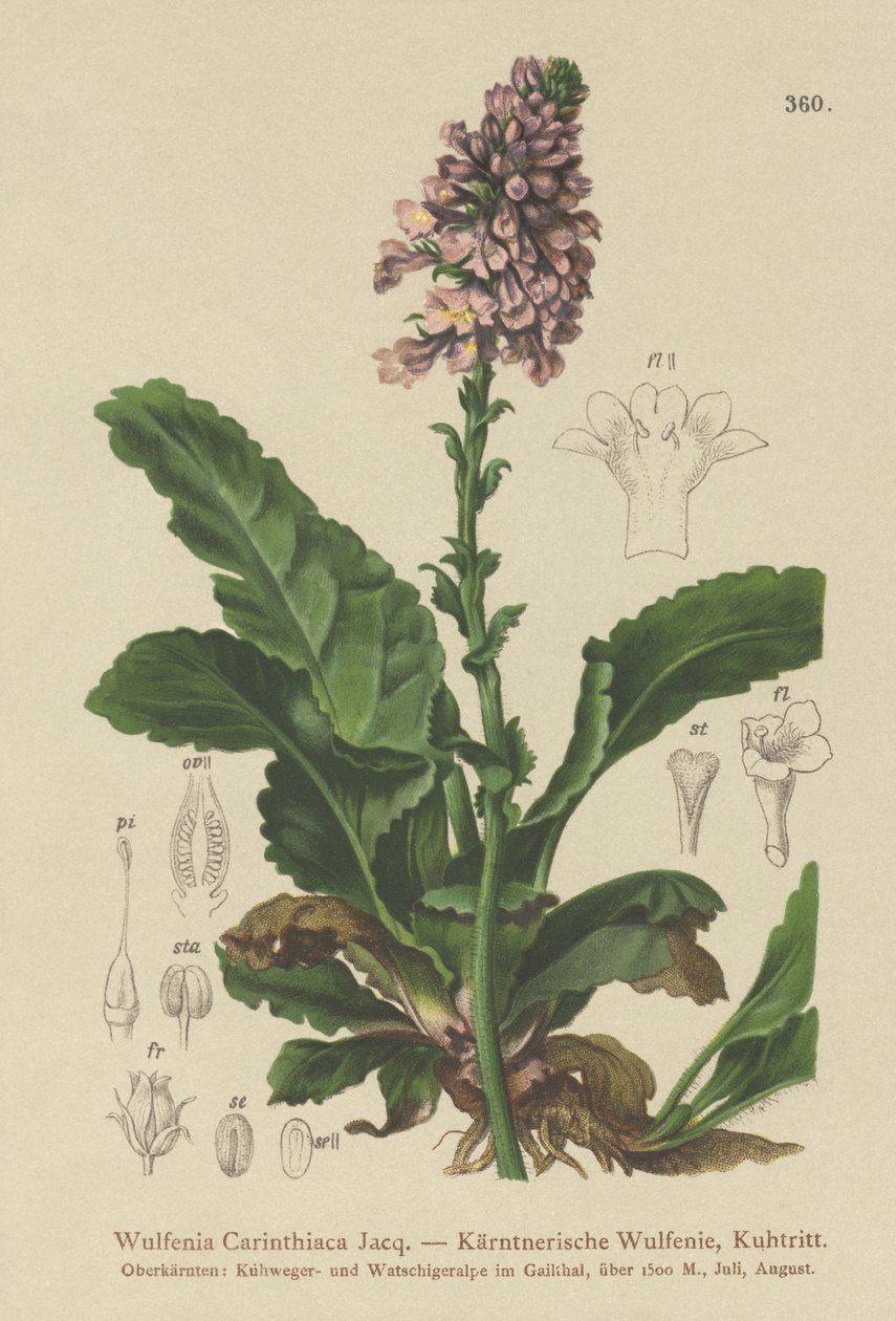 Wulfenia (Wulfenia Carinthiaca) by German School