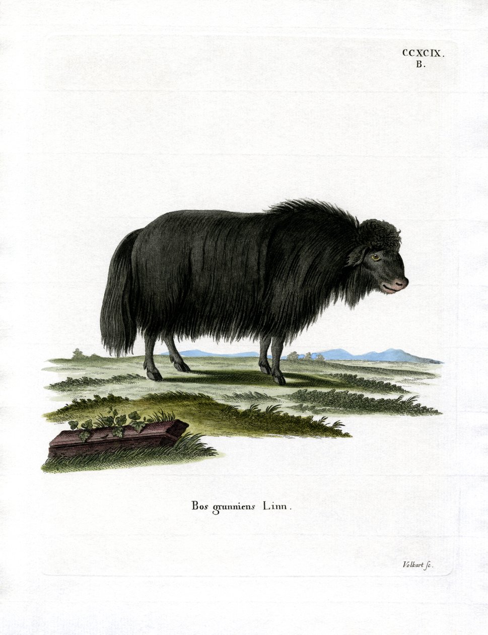 Yak (renkli gravür) by German School