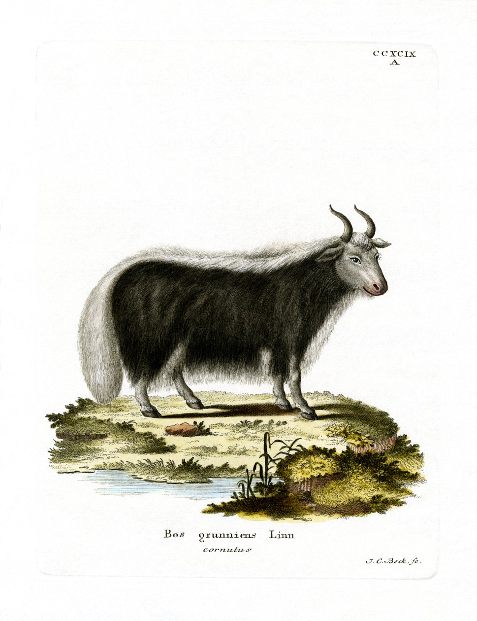 Yak (renkli gravür) by German School