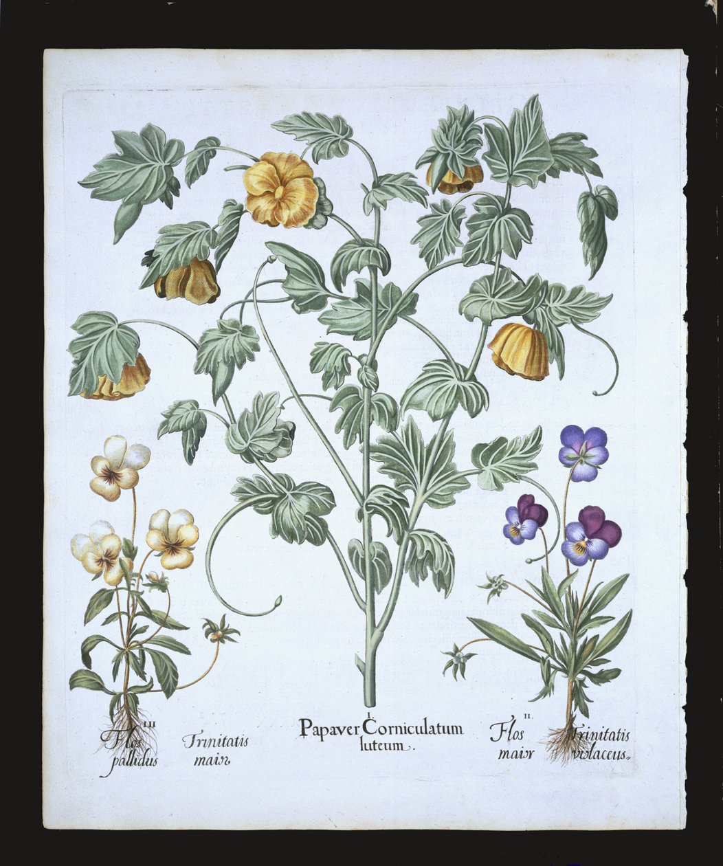 Sarı Boynuzlu Gelincik, Hortus Eystettensis