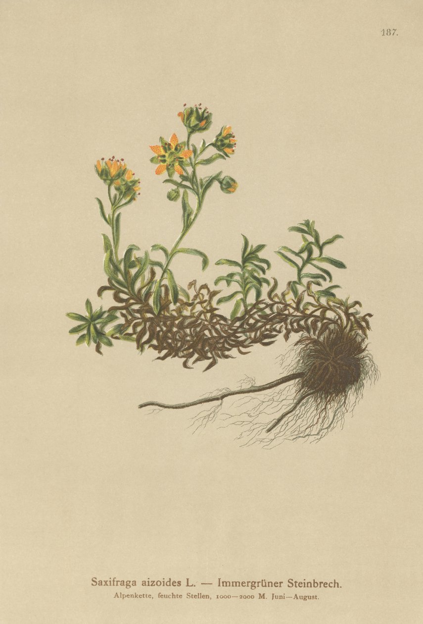 Sarı Dağ Saxifrage (Saxifraga aizoides) by German School